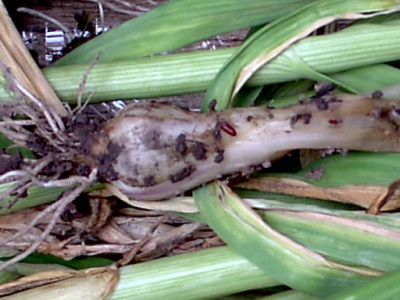Garten16.06.05_021.jpg