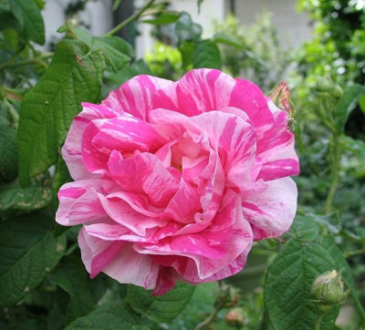rosa_mundi.jpg