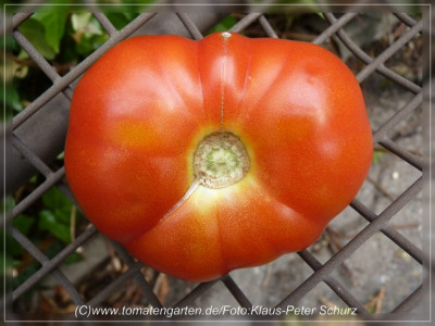 Marmandino_Fruit1.jpg