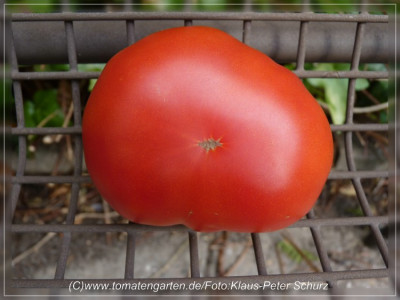Marmandino_Fruit2.jpg