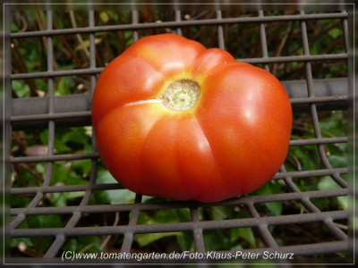 Marmandino_Fruit3.jpg