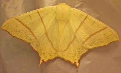 2005-06-16-Nachtschwalbenschwanz-Ourapteryx_sambucaria_02-os.jpg