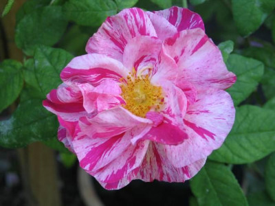 rosa_mundi2.jpg