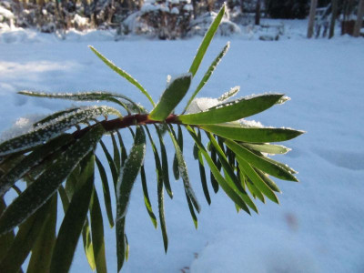 Euphorbia_seguieriana_121207.jpg