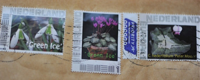 Green_Ice_Nursery.jpg