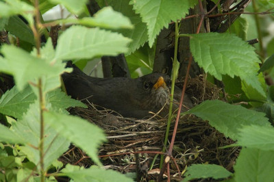 amsel_nest_12172.jpg