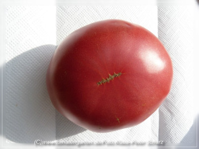 Pink_Wonder_Fruit1.jpg
