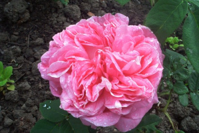 Rose_du_Maitre_du_Ecole.jpg