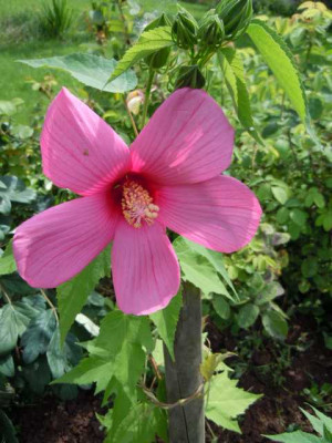 24.07.11_Hibiscus_palustris_jajfoajfj.JPG