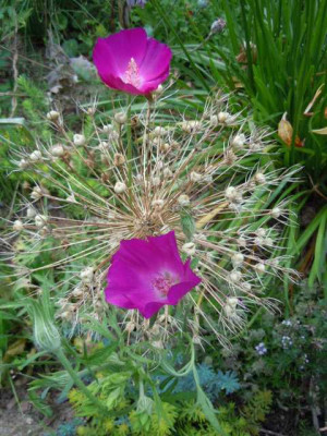 callirhoe_involucrata_ajajjfajffajo.JPG