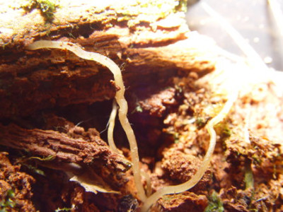 DSC497.jpg
