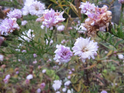Aster_wei_nach_Frost.jpg