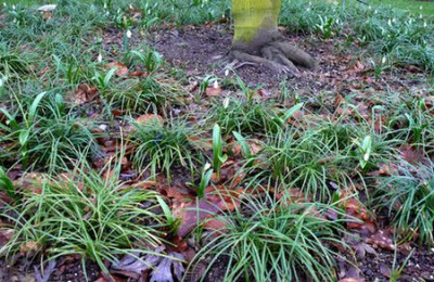 Baumscheine_Ophiopogon_japonicus_Feb2011.jpg