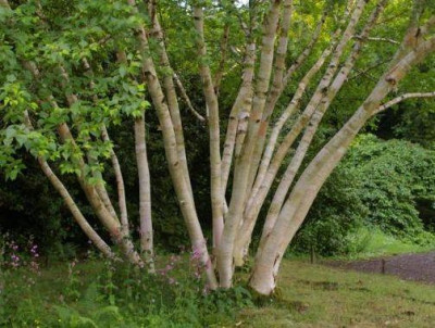 Betula_Grayswood_HillK800_20120615_91.jpg
