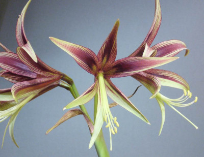 Hippeastrum_Lima_12-2012_1000x1000_80KB.jpg