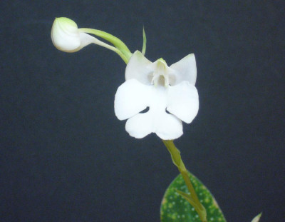 Habenaria_carnea_alba_1000x1000_80KB.jpg