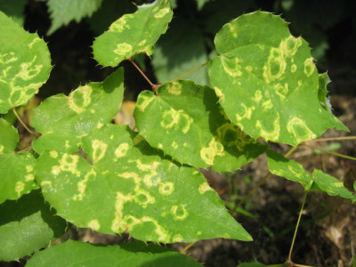 Epimedium_Virus.JPG