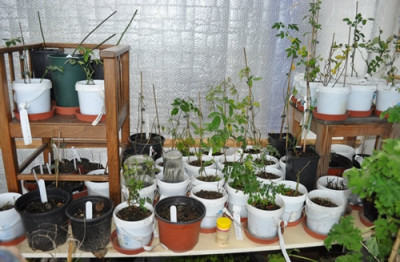 Rosenkinderstube_12__5103.jpg