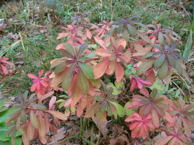 Euphorbia_dulcis_Chamaeleon_121118.jpg