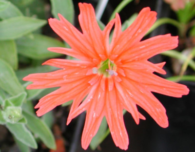 Silene_californica.jpg
