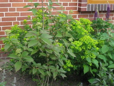 Euphorbia_cornigera_Goldener_Turm_Gartenpur.jpg