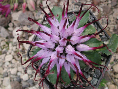 Physoplexis_comosa_von_oben.jpg