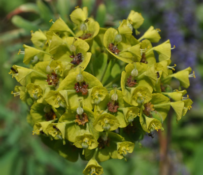 Euphorbia_characias_wulfenii_12__HG_14299.jpg
