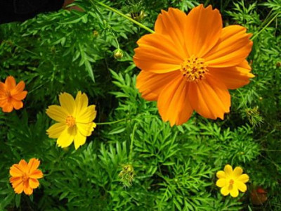 flussblume.jpg