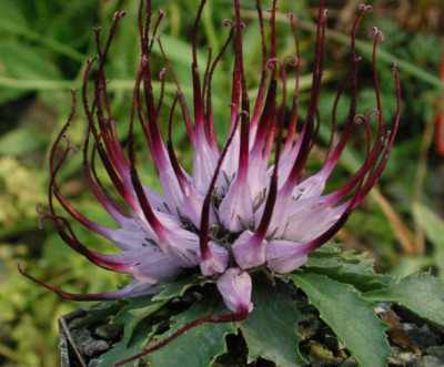 Physoplexis_comosa_Blutenstand.jpg