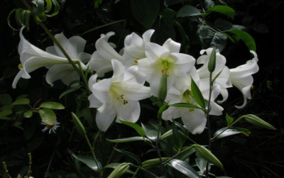 Lilium_longiflorum_weiss.jpg