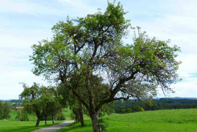 Straenbaume.jpg