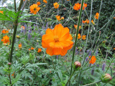 Cosmos_sulfureum_und_Agastache_2.jpg