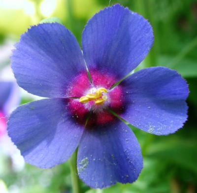 Anagallis_monellii.jpg