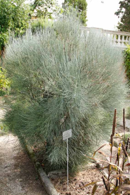 Ephedra-procera-Fisch_--Mey_1.jpg