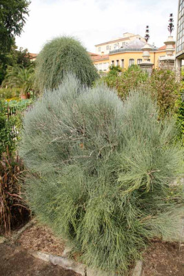 Ephedra-procera-Fisch_--Mey_.jpg