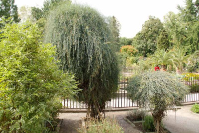 ephedra_distachya-ephedra_fragilisl.jpg