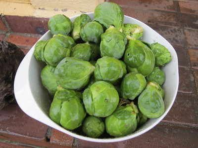 Rosenkohl_16.12.12_ue.jpg