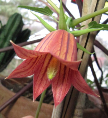 Canarina_canariensis_121216.jpg
