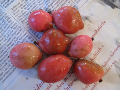 podo_fruechte.jpg