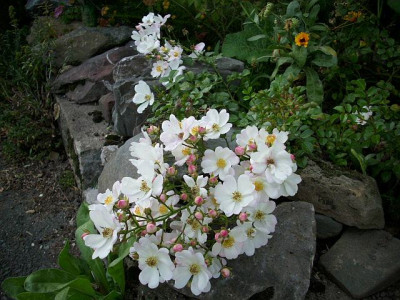 sternenflor_2..jpg