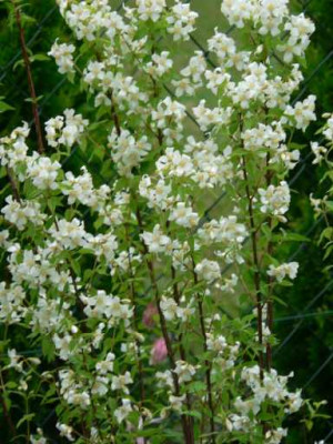 Philadelphus.jpg