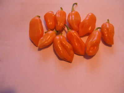 Habanero.JPG