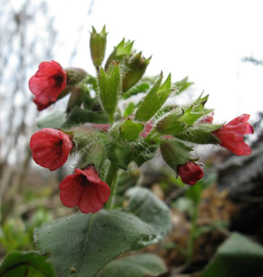 Pulmonaria_rubra.jpg