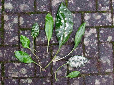 Pulmonarias_1024x768.jpg
