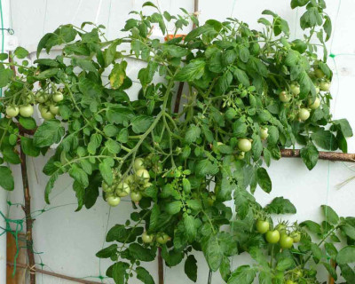 Gartenperle.jpg