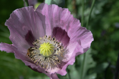 Mohn1011a.jpg