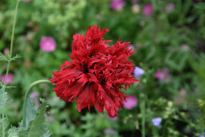 MohnMohn2912a.jpg