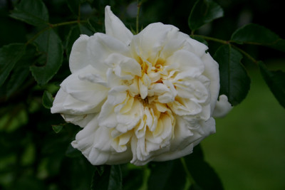 Rose_Alberic_Barbier0107b.jpg