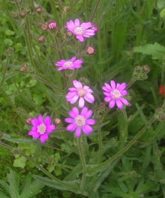 Senecio_polyodon_1.jpg