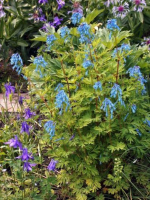 Corydalis_flexuosa_x_elata_1003.jpg
